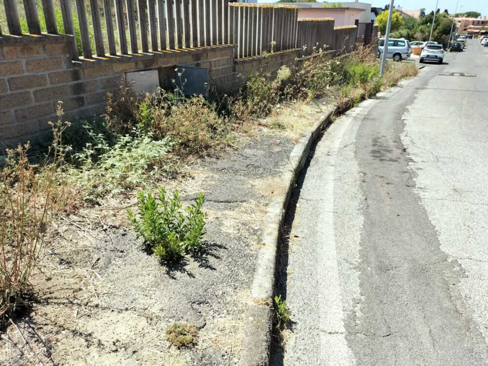 ladispoli erba alta ladispoli erba alta