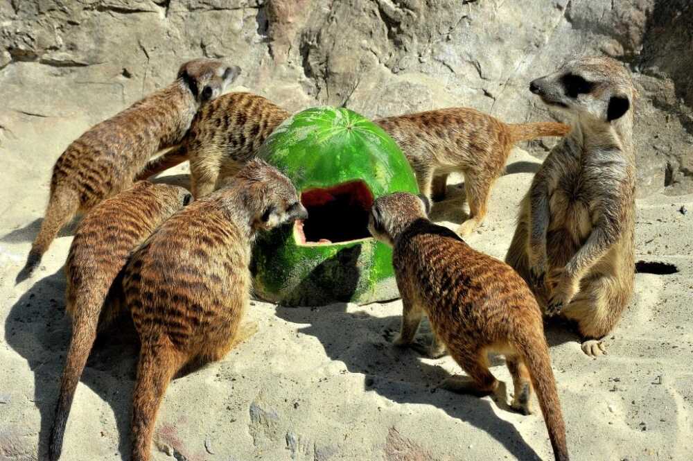 Il Centro estivo per bambini del Bioparco di Roma resta aperto per ferie