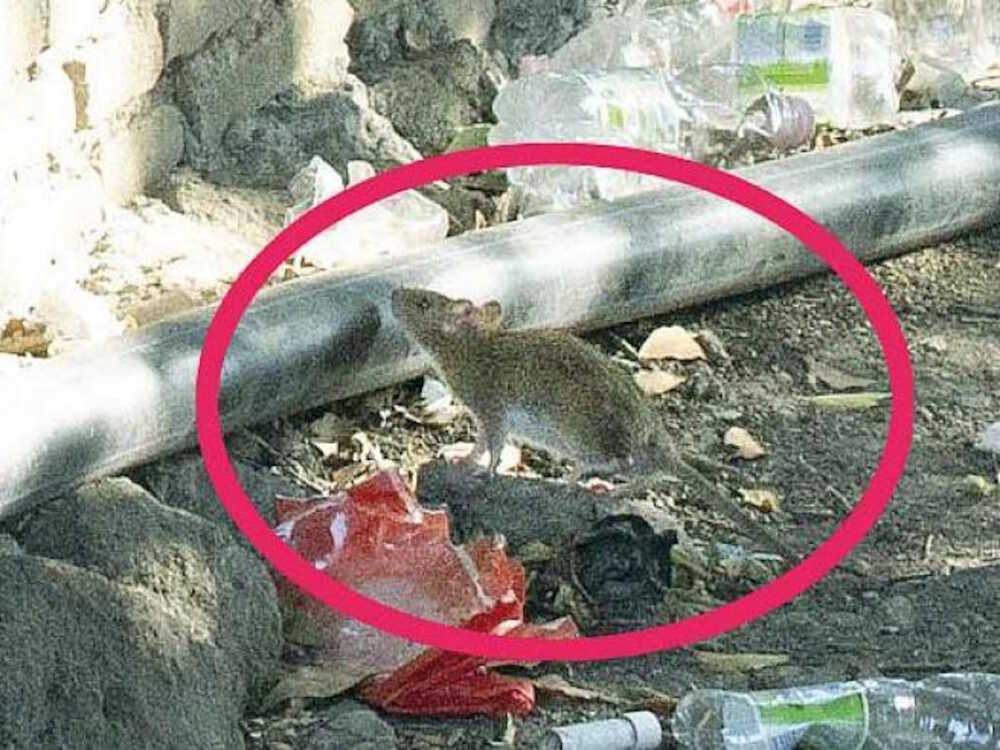 topi ratti colosseo roma topi ratti colosseo roma