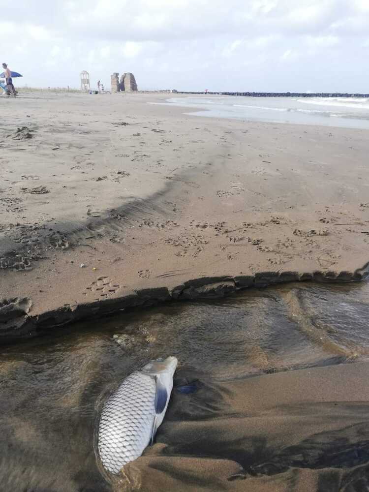 torre flavia pesci spiaggiati