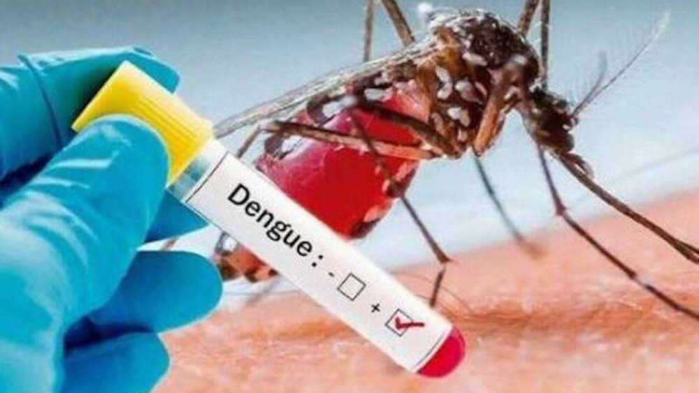 virus dengue roma contagio virus dengue roma contagio