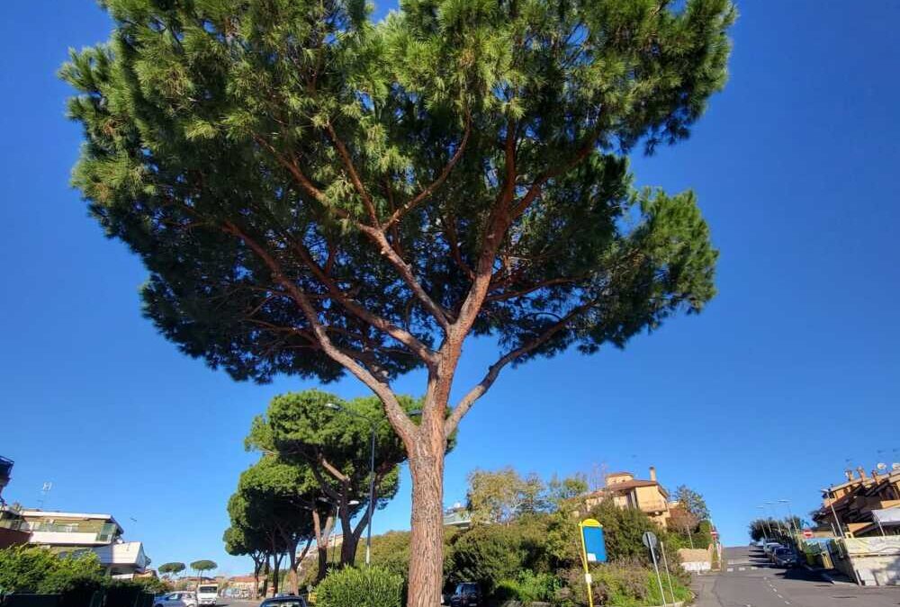 Il Civat: “Basta abbattimenti di alberi a Cerveteri”