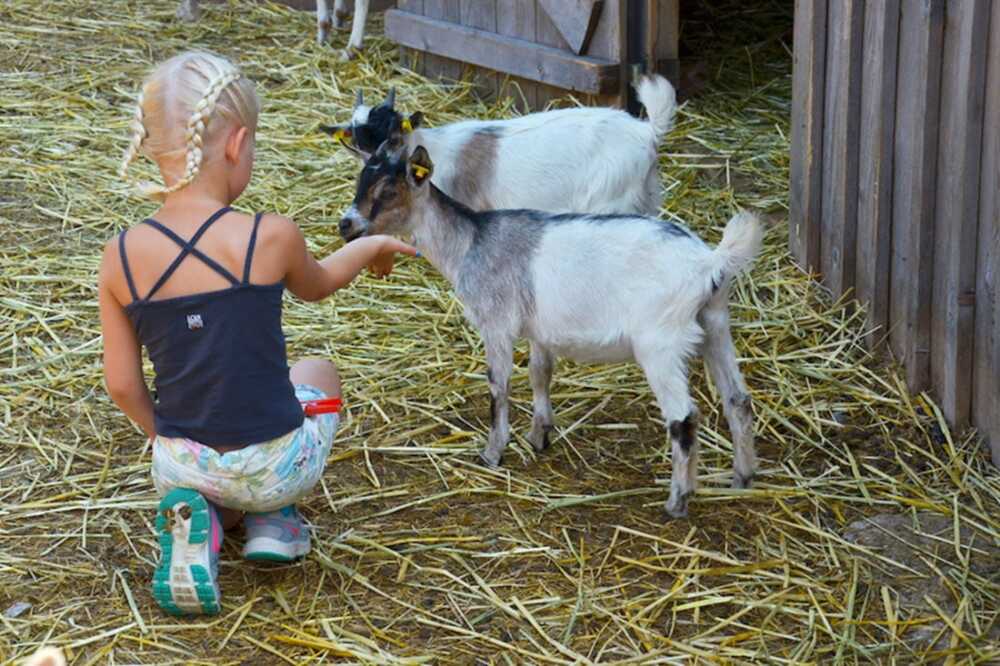 animali della fattoria