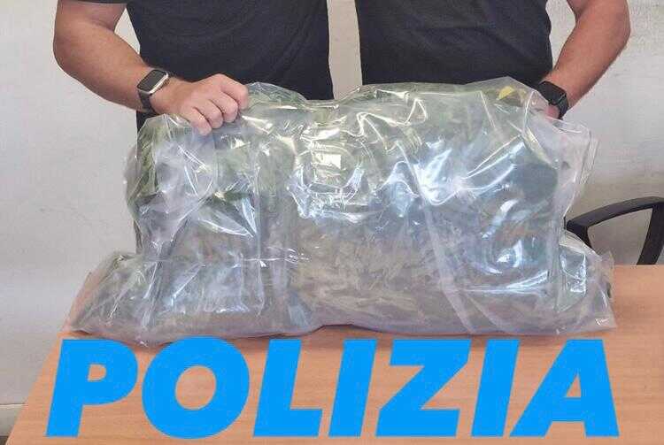 canapa polizia ladispoli sequestro canapa polizia ladispoli sequestro