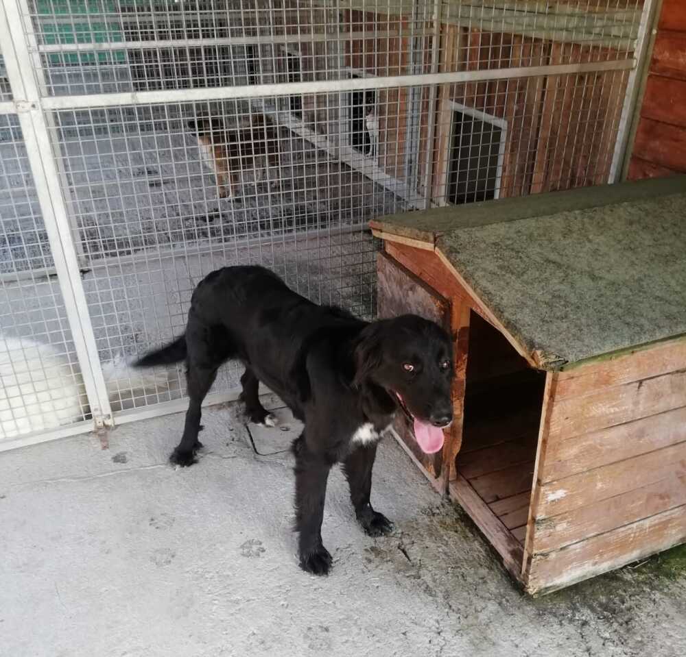 canile cane civitavecchia