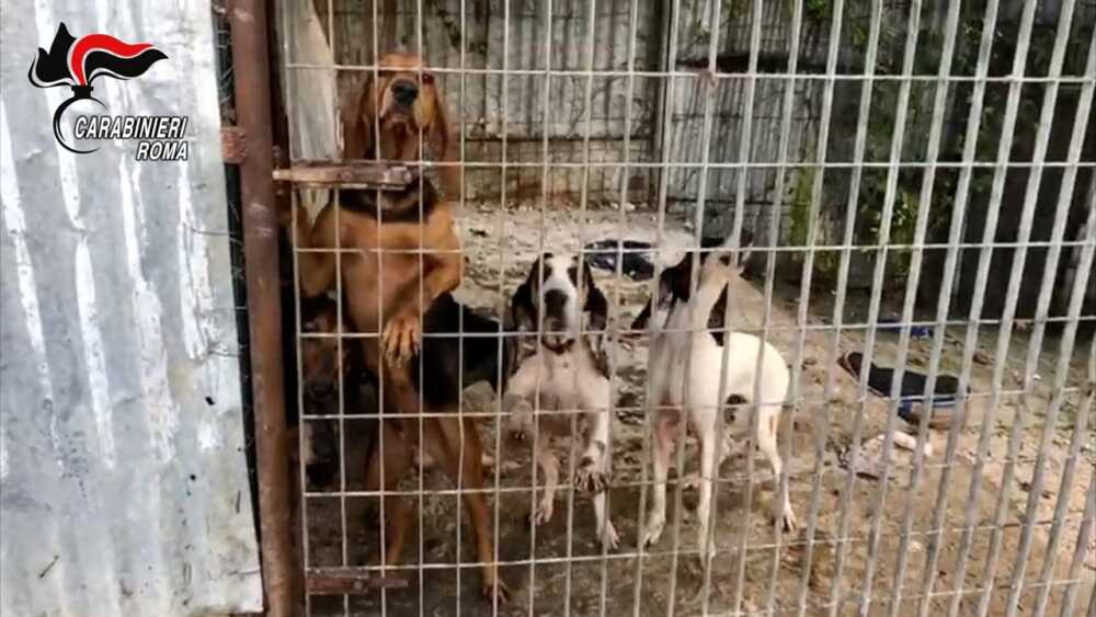 ASL Roma 3: nasce “Homeless” contro il randagismo e la cura di cani e gatti