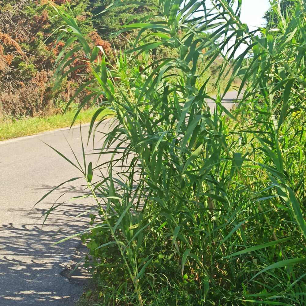 canne zambra cartello sommerso (2) canne zambra cartello sommerso (1)