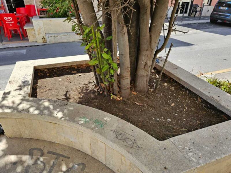 fabio cantelmo pulisce ladispoli potature (3)