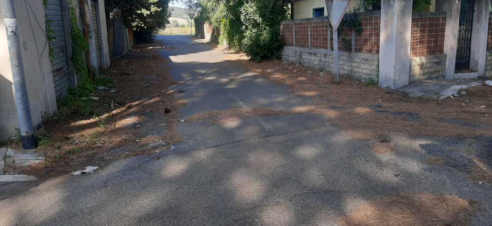 sporcizia aghi pino santa severa