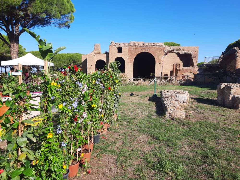 terme in fiore2 terme in fiore civitavecchia