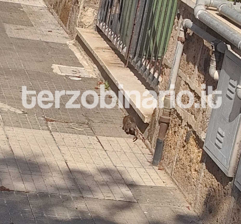 topi sorci ladispoli 1 topi sorci ladispoli