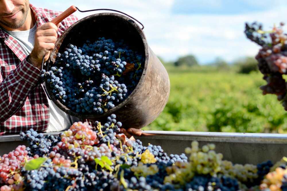 vendemmia in calo in italia vendemmia in calo in italia