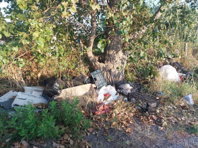 via dei Cacciatori Ladispoli rifiuti abbandonati (3)