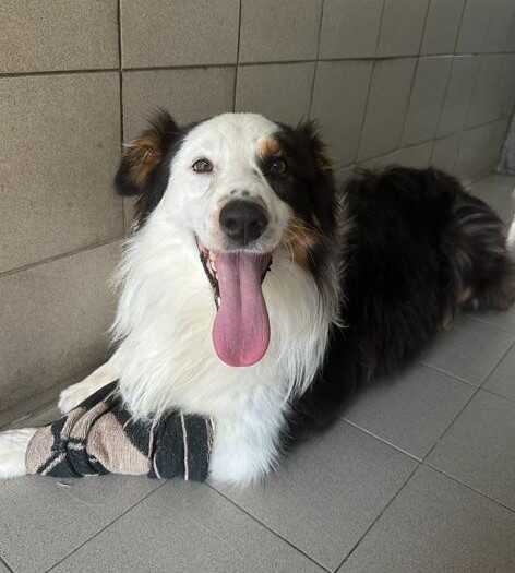 zasco pastore australiano