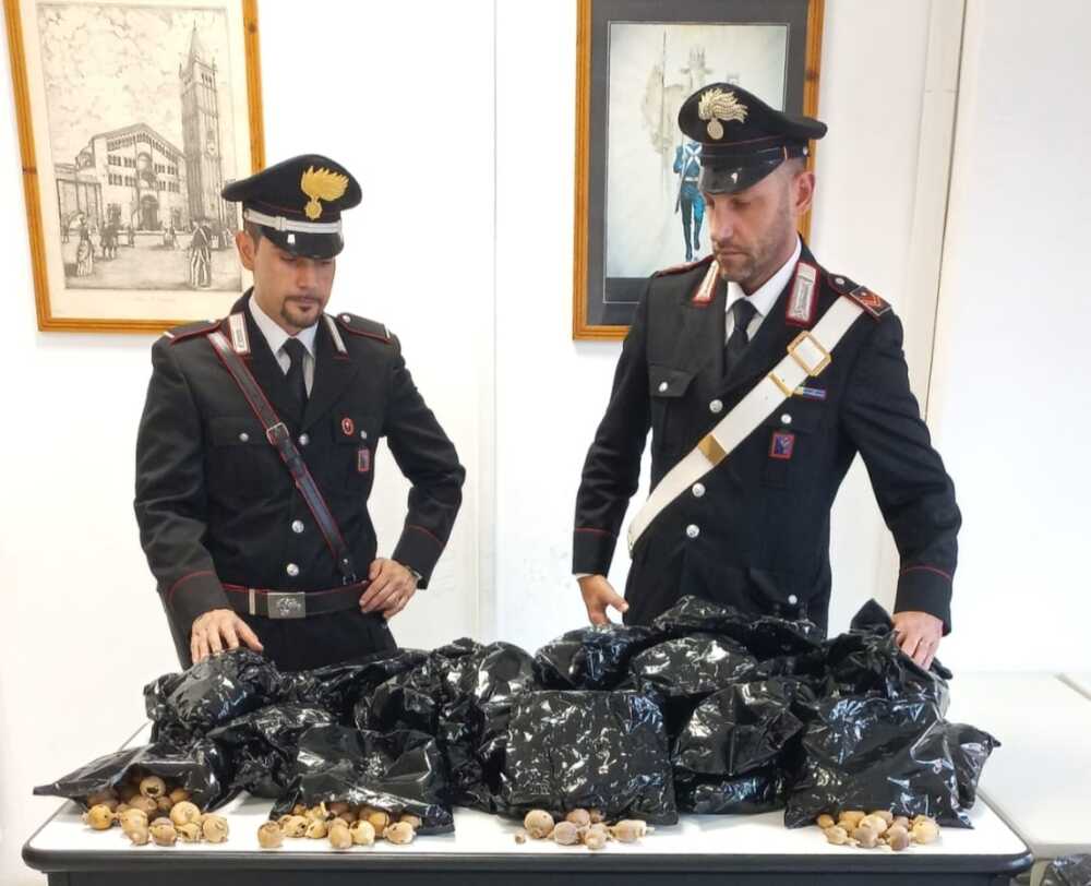 ANZIO - 16 kg di bulbi di oppio sequestrati dai Carabinieri