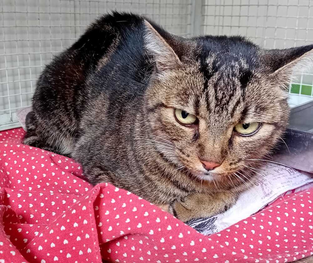 Luna gatta Cologno M.se