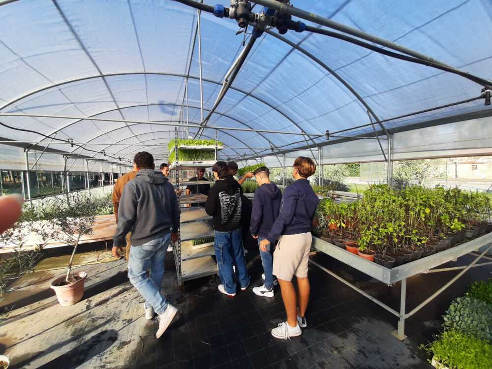 cardarelli tarquinia cardarelli tarquinia serra