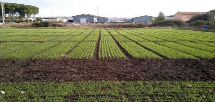 terreno oggi in concessione da parte del comune ma è stata revocata per scadenza agraria tarquinia cardarelli