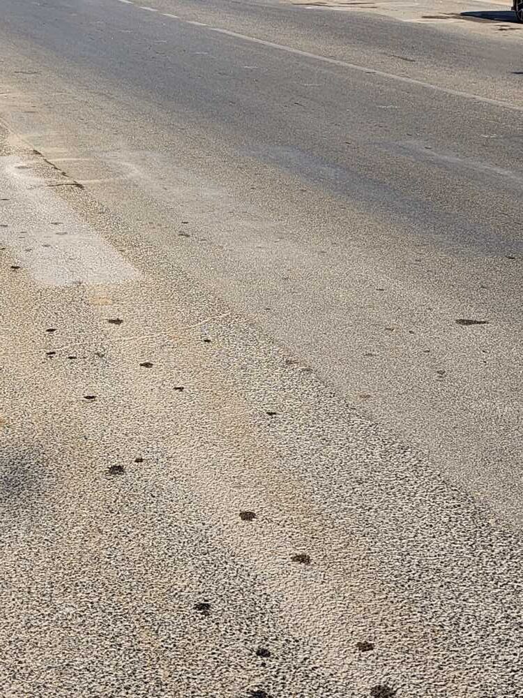 zebre strisce pedonali cancellate via palo laziale ladispoli zebre strisce pedonali cancellate via palo laziale ladispoli