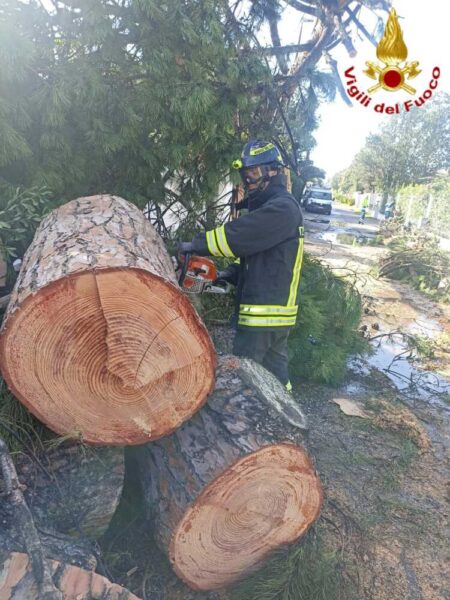 alberi caduti vvf vigili fuoco pompieri