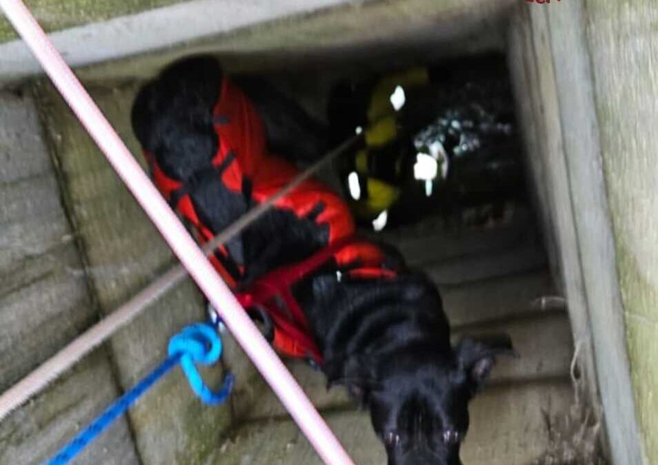 Il cagnolone Giacomino cade in un pozzo, salvato dai pompieri a Villa Verde