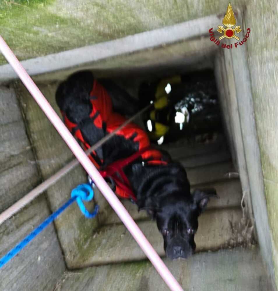 cagnetto giacomino vvf vigili fuoco pompieri