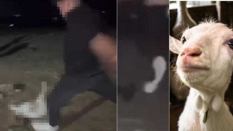 Uccisero capretta a calci “per gioco”, indagini concluse