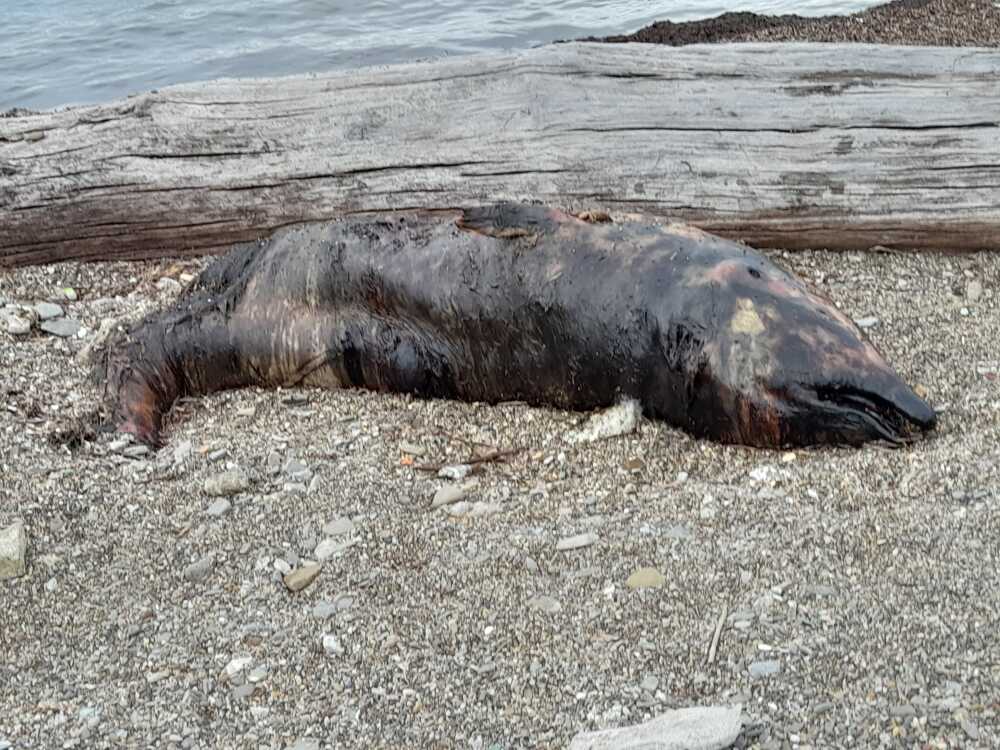 carcassa di delfino marangone