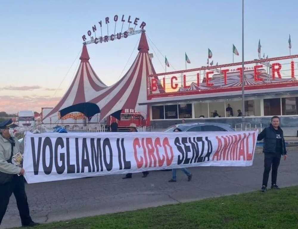 circo ladispoli protesta circo ladispoli protesta