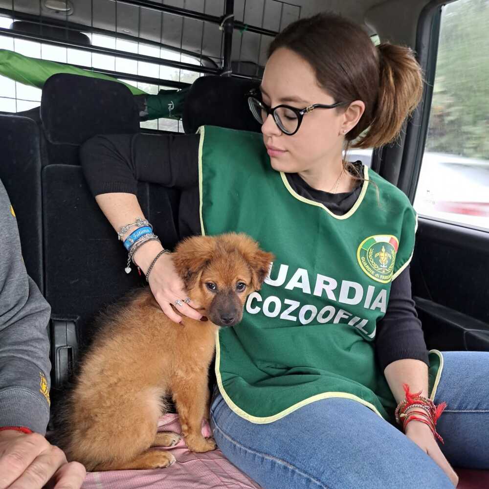 cucciolo fareambiente ladispoli 3 cucciolo fareambiente ladispoli 1