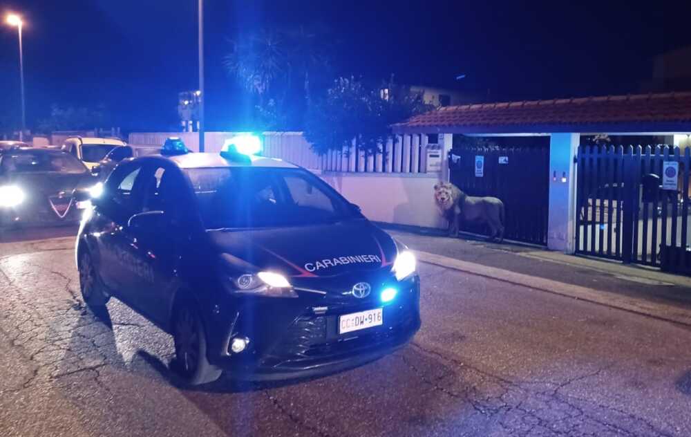 leone kimba carabinieri leone kimba carabinieri