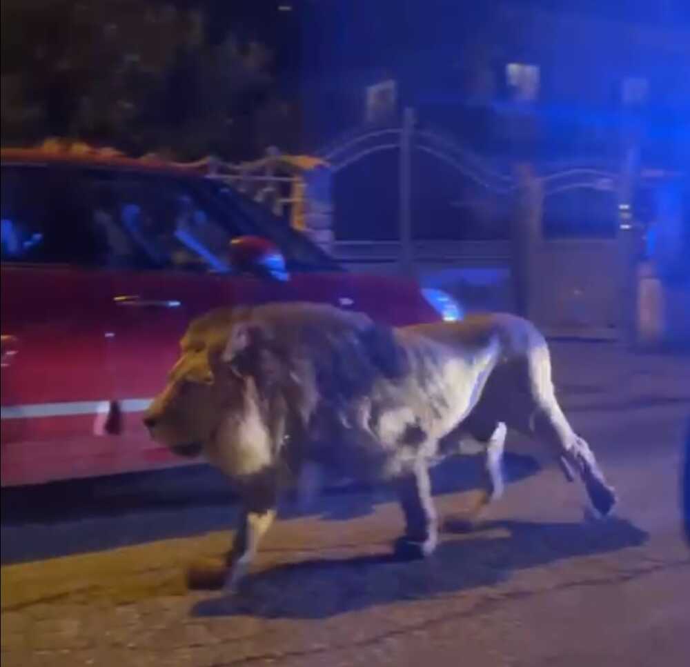 leone kimba ladispoli