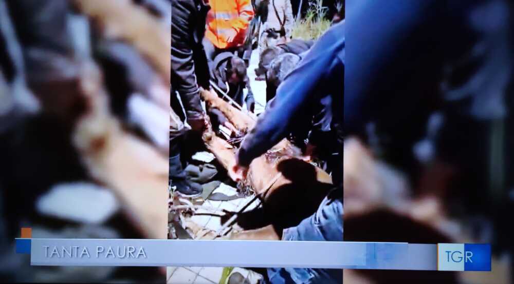 leone ladispoli cattura leone ladispoli cattura