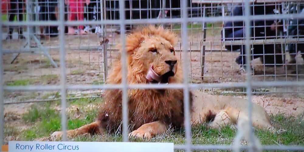 leone ladispoli kimba gabbia