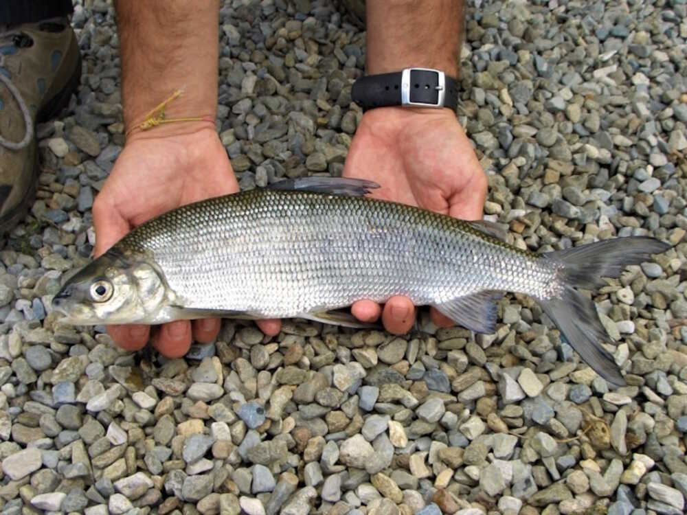 Coregone pesce lago bracciano 1 Coregone pesce lago bracciano