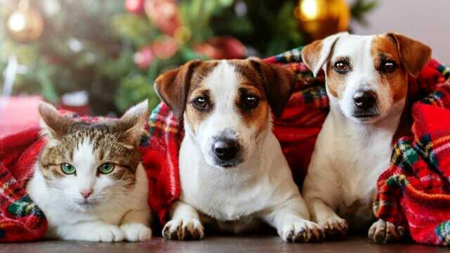 cani gatti natale-2