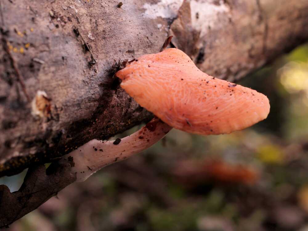 fungo rischio estinzione monti tolfa bioma fungo rischio estinzione monti tolfa bioma