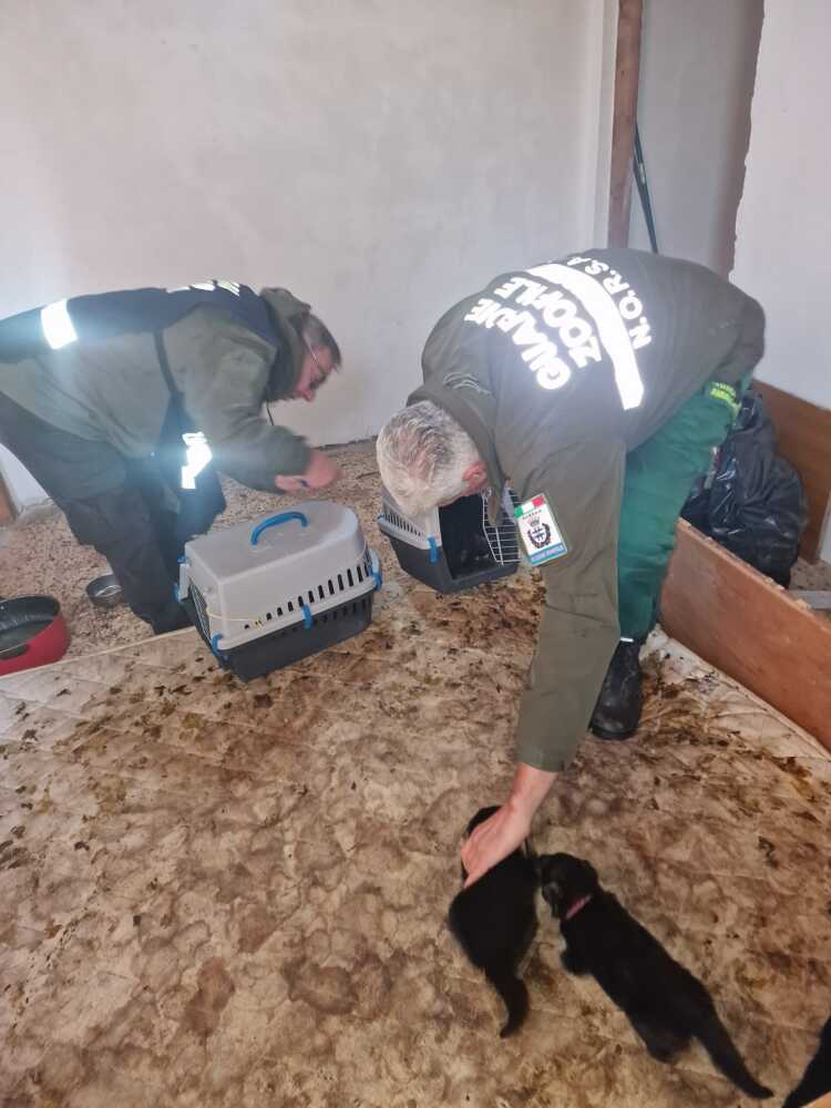 guardie zoofile ambientali norsaa roma fiumicino 1