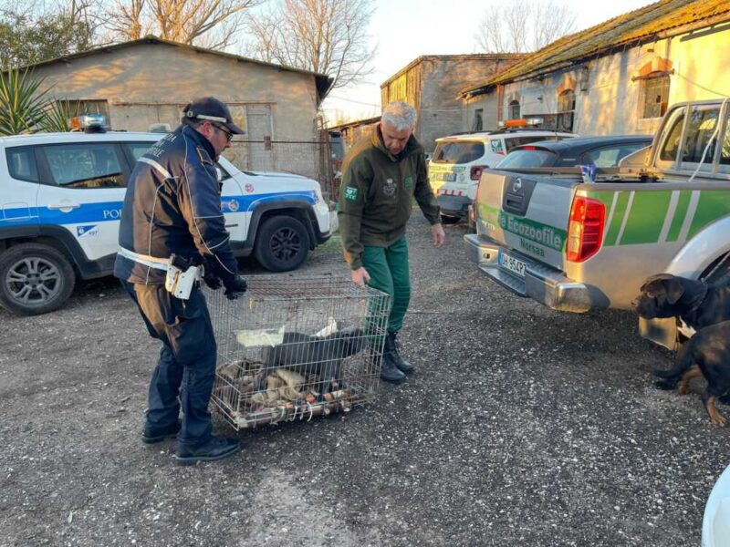 municipale roma capitale guardie zoofile ambientali norsaa roma fiumicino 3