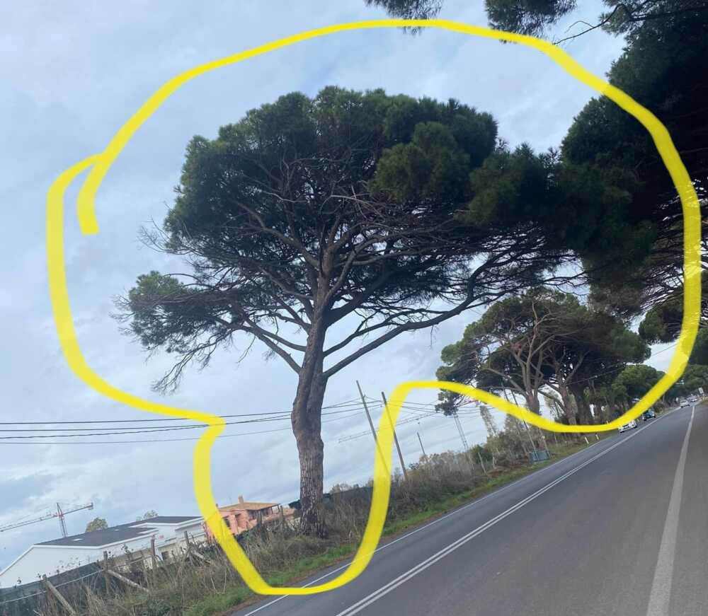 pino albero abbattuto aurelia ladispoli pino albero abbattuto aurelia ladispoli