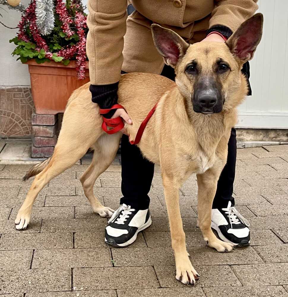 Mia cessione cologno