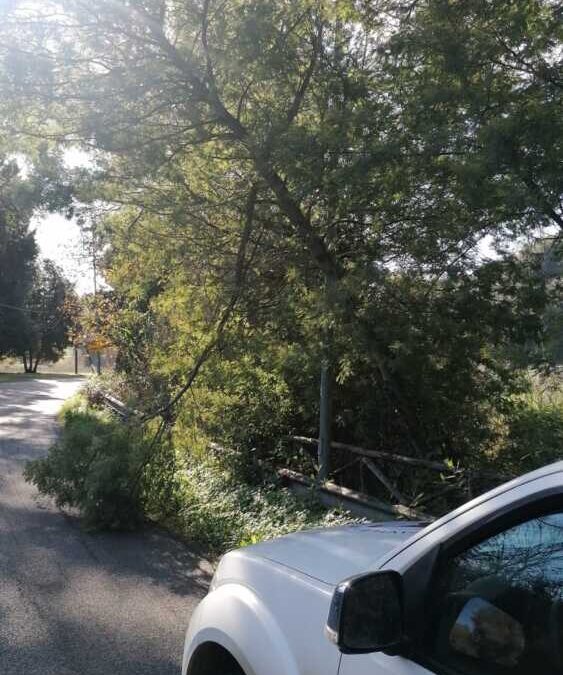 Ramo pericolante in via di Ceri, pronto intervento della Protezione Civile comunale