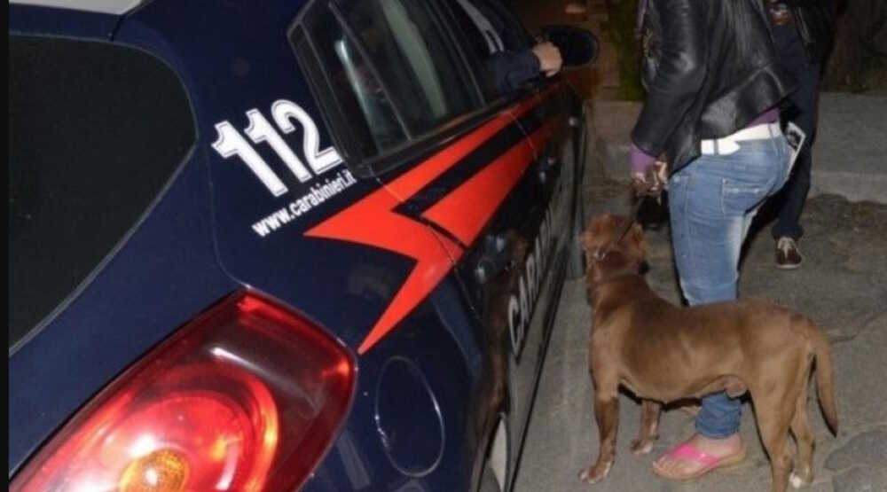 carabinieri pitbull