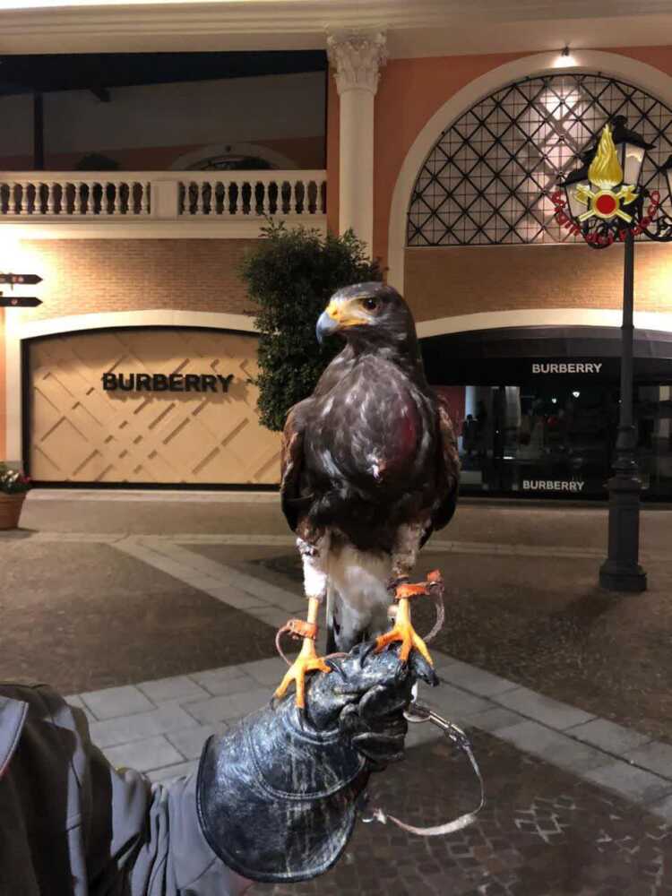 falco castel romano vvf vigili fuoco pompieri 2