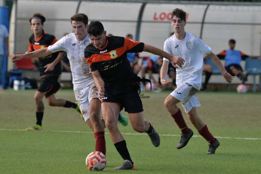 falco in azione falco in azione