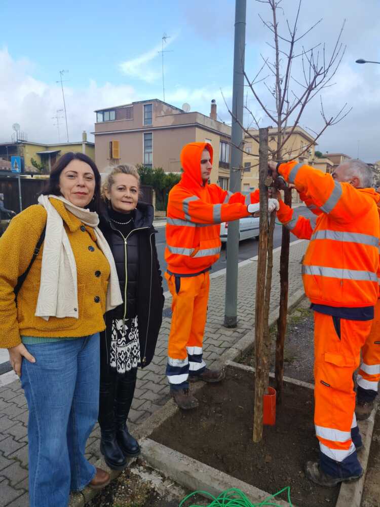 foto alberature nuove foto alberature nuove