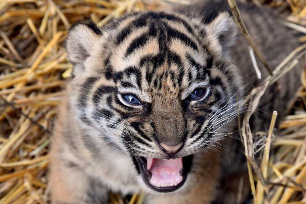kala tigrotta bioparco roma (2) kala tigrotta bioparco roma (1)