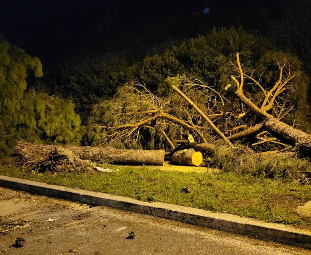 pini via chirieletti cerveteri (2) pini via chirieletti cerveteri (1)