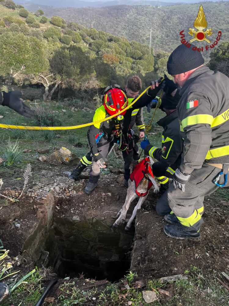 vitello pozzo vigili fuoco pompieri civitavecchia vvf