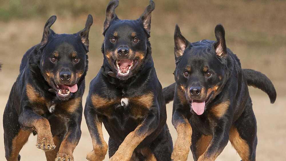 “I tre rottweiler non hanno mai dato problemi, neanche ai nostri figli”